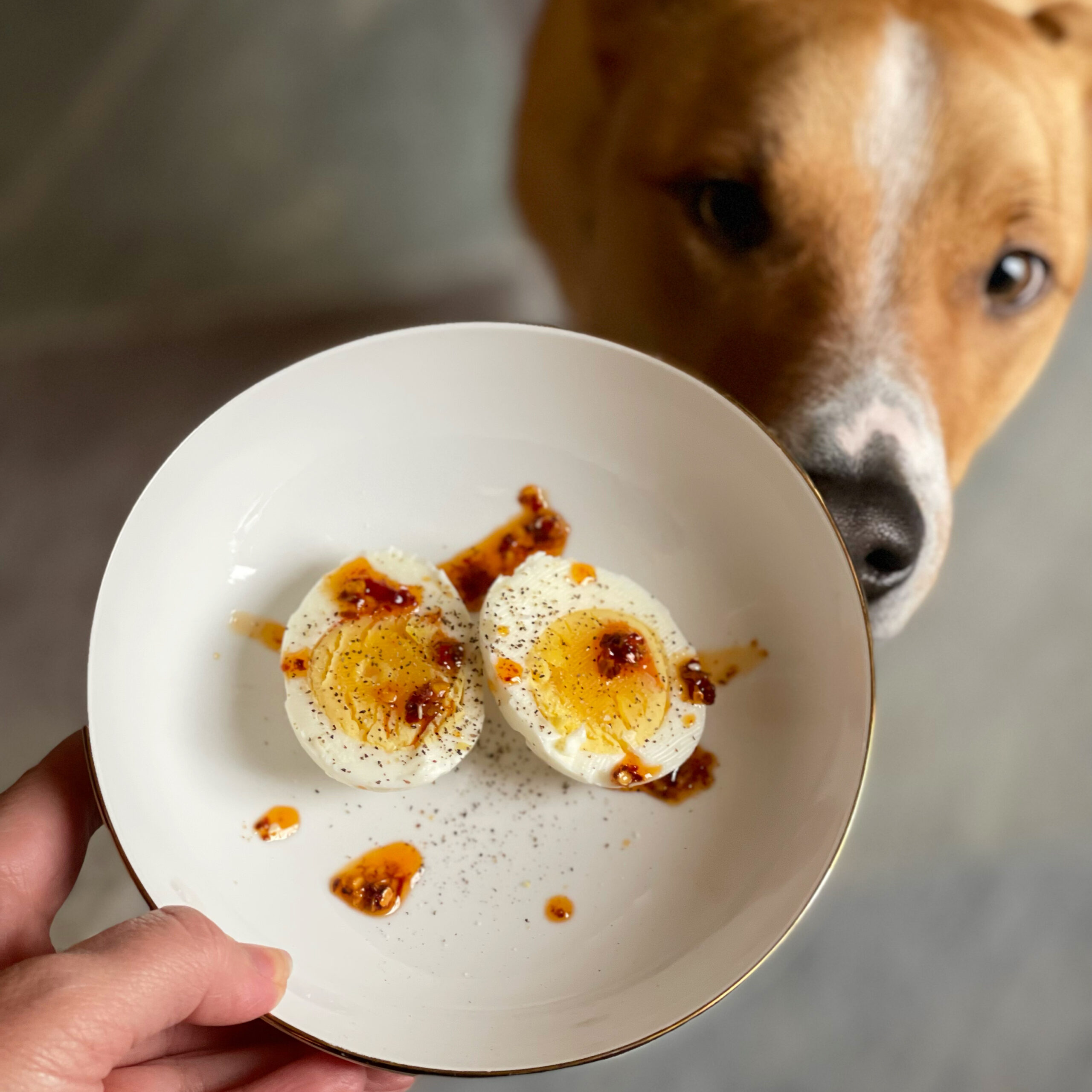 What's the best food for dogs? We've got answers! | Didn't I Just Feed You